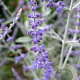 Perovskia atripl. Silvery Blue GM P9 BIO