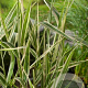 Phalaris arundinacea GM P9 BIO