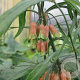 Polygonatum v. 'Himalayan Giant' GM P9 BIO