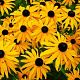 Rudbeckia f. Early Bird Gold GM P9 BIO