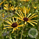 Rudbeckia subt. 'Little Henry' GM P9 BIO