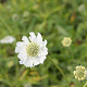 Scabiosa cauc. 'Alba' GM P9 BIO