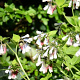 Symphytum grand. 'Hidcote Blue' GM P9 BIO