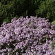 Thymus 'Duftkissen' GM P9 BIO