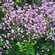 Thalictrum rochebrunianum GM P9 BIO
