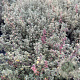 Thymus v. 'Silver Posie' GM P9 BIO