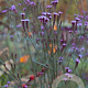 Verbena macdougalii 'Lavender spires' GM P9 BIO