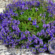 Veronica prostrata GM P9 BIO