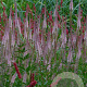 Veronicastrum virg. 'Erika' GM P9 BIO