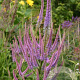 Veronicastrum virginicum 'Adoration' GM P9 BIO