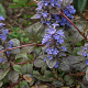 Ajuga reptans 'Atropurpurea' GM P9 BIO