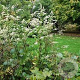 Artemisia lactiflora GM P9 BIO