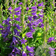 Campanula latifolia macrantha GM P9 BIO