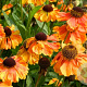 Helenium 'Sahin's Early Flowerer' GM P9 BIO