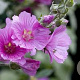 Lavatera 'Rosea' GM P9 BIO
