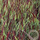 Panicum virgatum 'Külsenmoor' GM P9 BIO