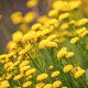 Santolina rosmarinifolia GM P9 BIO