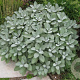 Salvia off. 'Berggarten' GM P9 BIO