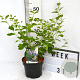 Ceanothus del. 'Gloire de Versaille 40-60 cm 3,0L