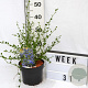 Ceanothus 'Skylark'/ Victoria 40-60 cm 3,0L
