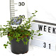 Ceanothus thyrsiflorus repens 40-60 cm 3,0L