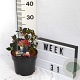 Photinia fraseri 'Little Fenna' 40-60 cm 3,0L