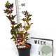 Sambucus nigra 'Thundercloud' 40-60 cm 3,0L