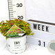 Spiraea jap. Double Play Gold 40-60 cm 3,0L