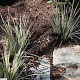 Acorus gramineus 'Argenteostriatus' GM P9