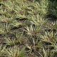 Acorus gramineus 'Argenteostriatus' GM P9