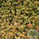 Acaena microphylla 'Dichte Matte' GM P9
