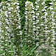 Acanthus mollis 'Rue Ledan' GM P9