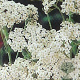 Achillea m. 'White Beauty' GM P9