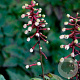 Actaea pachypoda Misty Blue GM P9