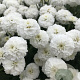 Achillea ptar. 'Peter Cottontail' GM P9