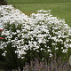 Achillea ptar. 'Peter Cottontail' GM P9