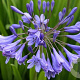 Agapanthus africanus GM P9