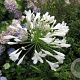 Agapanthus 'Arctic Star' GM P9