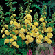 Alcea r. 'Charters Gelb' GM P9
