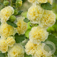 Alcea r. 'Charters Gelb' GM P9