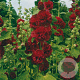 Alcea r. 'Charters Rot' GM P9