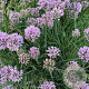 Allium senescens 'Lisa Blue' GM P9