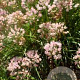 Allium 'Sugar Melt' GM P9