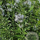 Amsonia illustris GM P9