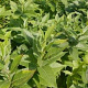 Amsonia illustris GM P9