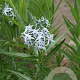 Amsonia illustris GM P9