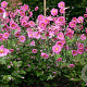 Anemone hyb. 'Margarete' GM P9