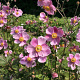 Anemone hyb. 'Rosenschale' GM P9