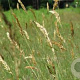 Anthoxanthum odoratum GM P9