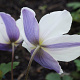 Anemone Wild Swan GM P9